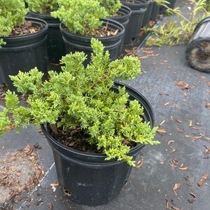Juniper Parsoni Juniperus chinensis 6 inch pot FREE Shipping East Coast and Central States image 3