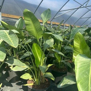 May include: Several potted Bird of Paradise plants with large, green, paddle-shaped leaves are visible inside a greenhouse. The leaves have prominent veins and are a vibrant green color. The plants are in black pots.