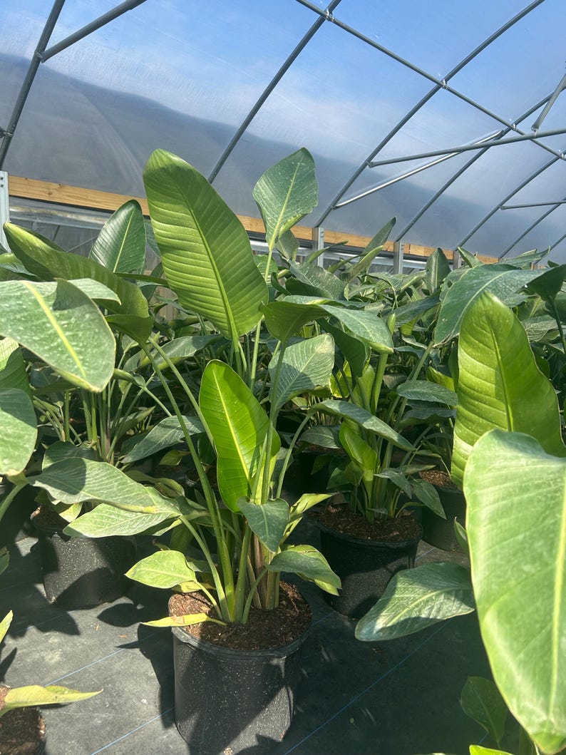May include: Several potted Bird of Paradise plants with large, green, paddle-shaped leaves are visible inside a greenhouse. The leaves have prominent veins and are a vibrant green color. The plants are in black pots.