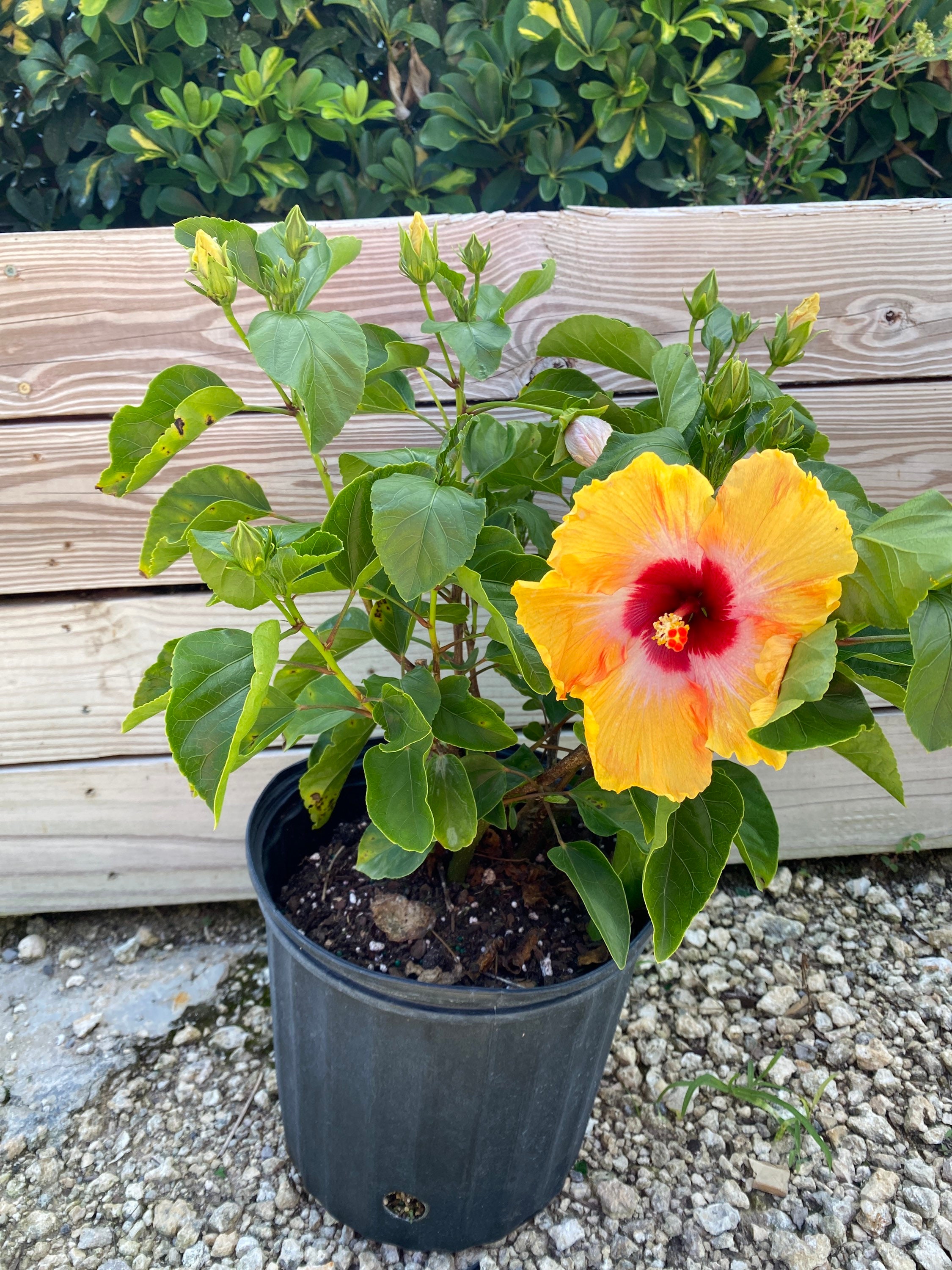 Hibiscus tequila 10 Inch Pot FREE Shipping East Coast and - Etsy Australia