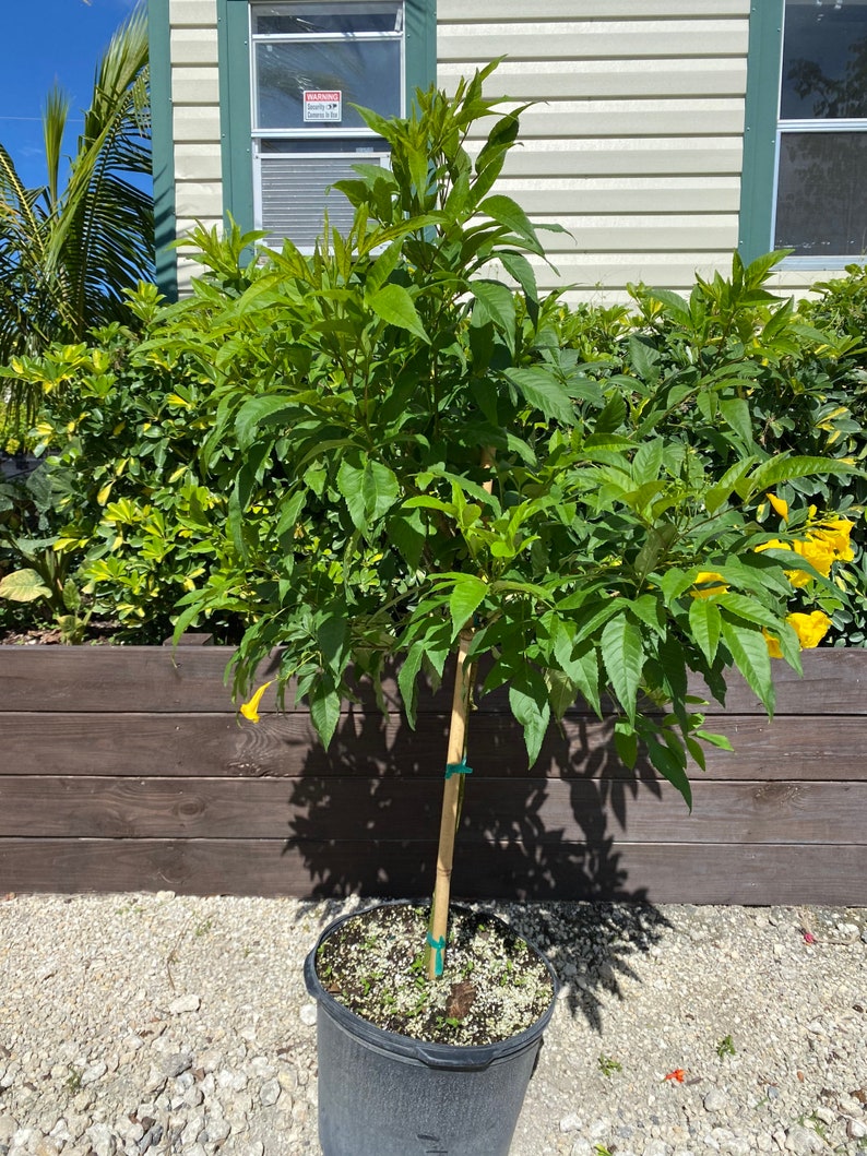 Yellow Elder Stans Esperanza Plant. Standard TREE FORM Etsy