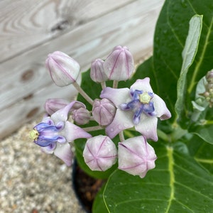 May include: Close-up of a flowering plant with light purple and white blossoms and buds. The flowers have a star-like shape with a blue center. Large, green leaves surround the flowers. The plant is in a black pot, with a wooden background.
