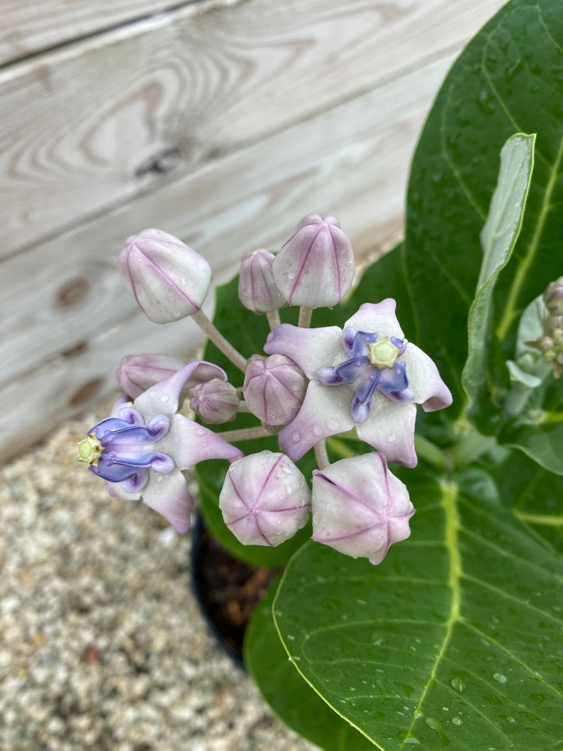 May include: Close-up of a flowering plant with light purple and white blossoms and buds. The flowers have a star-like shape with a blue center. Large, green leaves surround the flowers. The plant is in a black pot, with a wooden background.