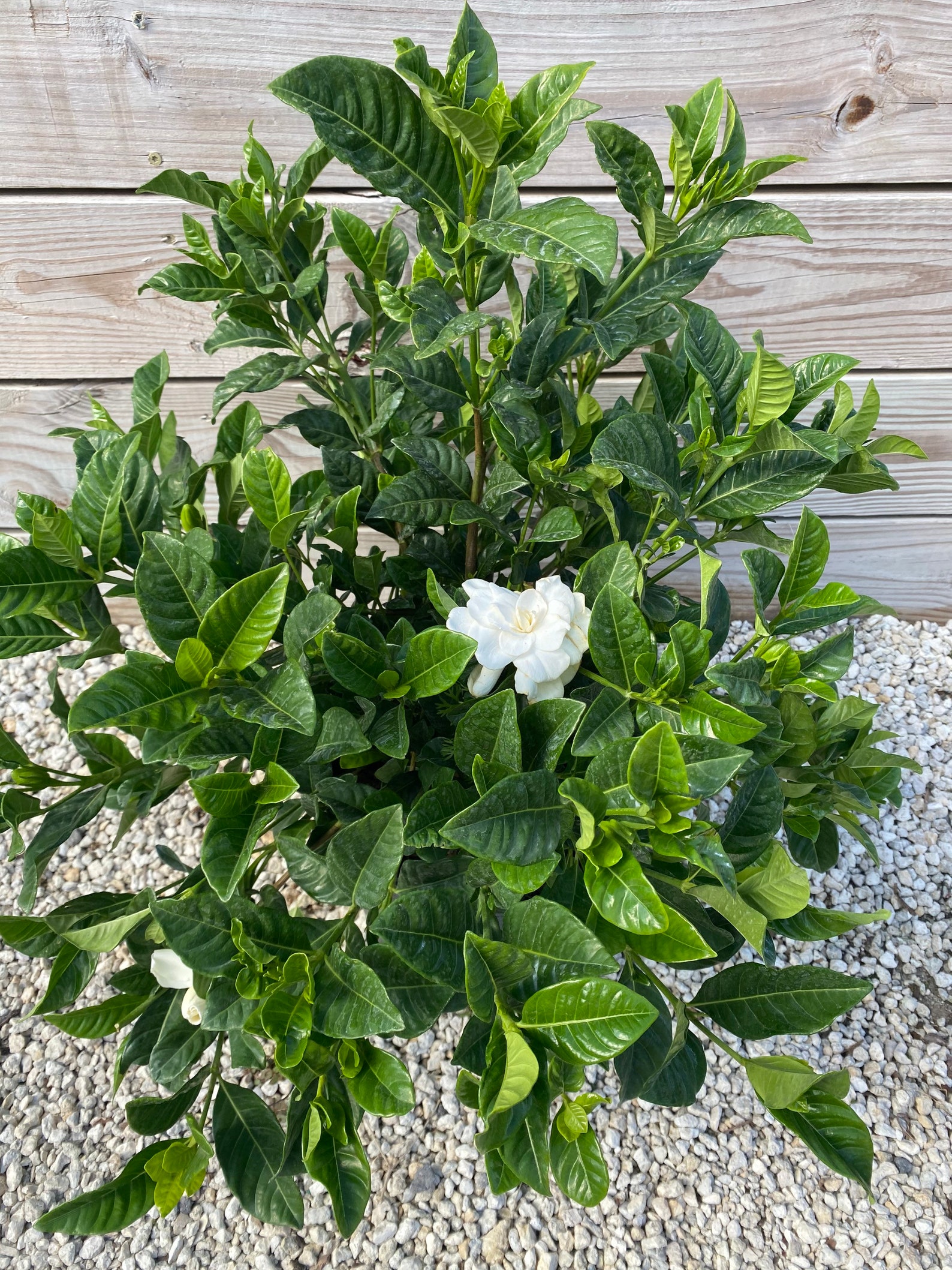 10 inch pot Gardenia 'Aimee' bush form | Etsy