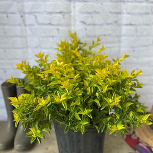 Gold Mound Duranta repens 10 inch pot FREE Shipping East Coast and Central States image 1