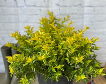 Gold Mound Duranta repens 10” inch pot  FREE Shipping East Coast and Central States