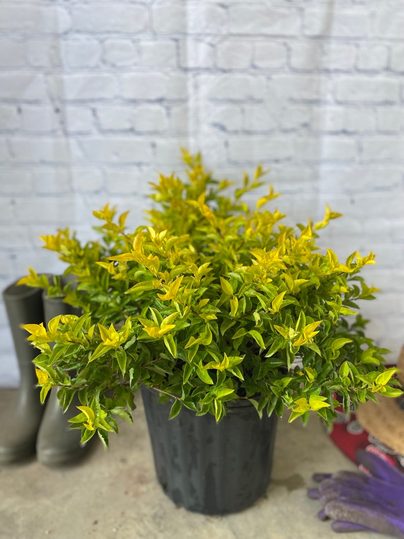 Gold Mound Duranta repens 10 inch pot FREE Shipping East Coast and Central States image 1