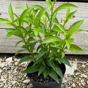 May include: A potted plant with vibrant green leaves. The plant is in a black plastic pot, set against a backdrop of wooden planks and small rocks. The leaves are long and pointed, with a healthy, fresh appearance.