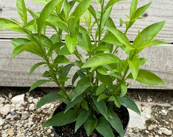 Night Blooming Jasmine – Cestrum nocturnum 6 Inch Pot, Extremely Fragrant Night-Blooming Shrub, Tropical Garden Favorite
