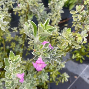 Texas Sage Leucophyllum frutescens BUSH FORM 10 inch pot FREE Shipping East Coast and Central States image 8