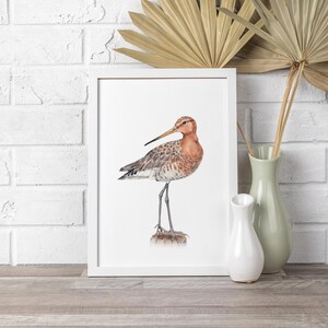 Black tailed godwit bird watercolor art print. Shore bird printable wall art. Sea bird poster. Beach bird print. Coastal nature art