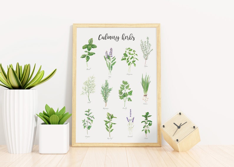 May include: A framed print with the title "Culinary Herbs" featuring illustrations of various herbs, including basil, sage, oregano, thyme, dill, rosemary, parsley, chives, mint, bay leaf, and lavender.
