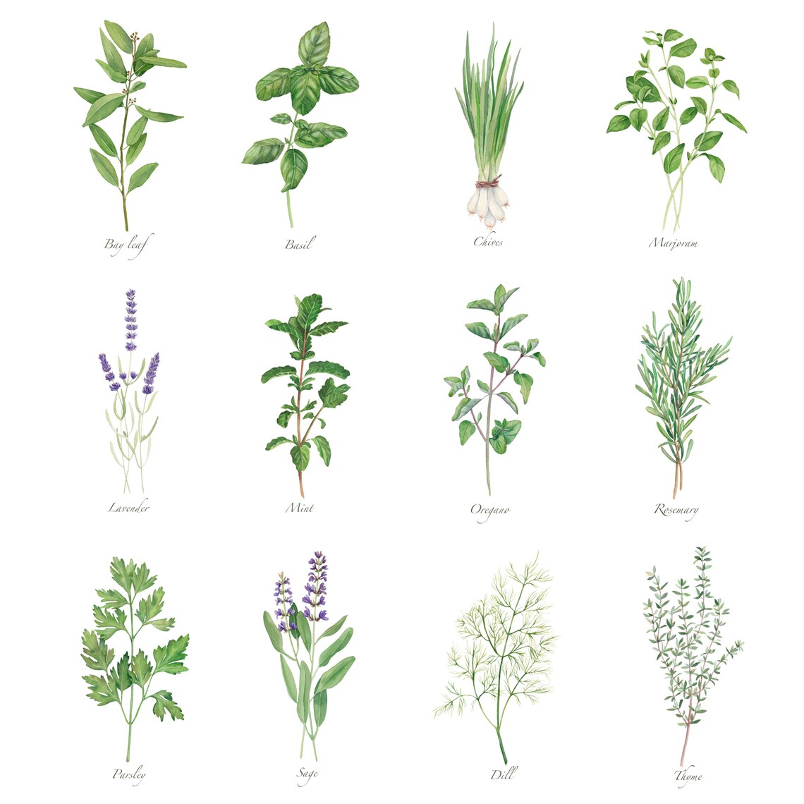 Printable Herbs Collection. Set of 12. Watercolor Herbs - Etsy