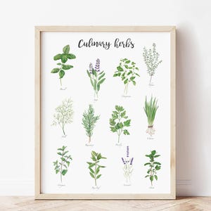 May include: A printable poster with illustrations of various culinary herbs, including basil, sage, oregano, rosemary, and chives. The poster has the title "Culinary Herbs" at the top.