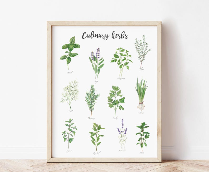 May include: A printable poster with illustrations of various culinary herbs, including basil, sage, oregano, rosemary, and chives. The poster has the title "Culinary Herbs" at the top.
