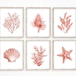 Coral seashells prints set of 6. Coastal printable wall art. Beach house art prints. Watercolor sea life posters. Pink seaweeds nautical art image 4