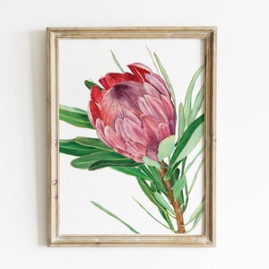 Watercolor protea print. Pink floral wall art. Printable tropical flowers. Australian native wall decor. King protea painting. Exotic floral