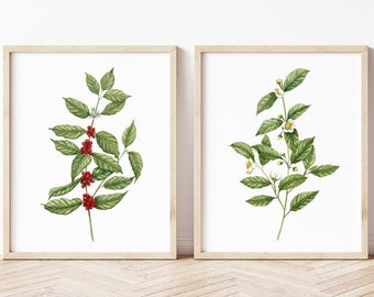May include: Two framed botanical illustrations, one depicting a coffee plant with red berries and green leaves, the other showing a tea plant with white flowers and green leaves.