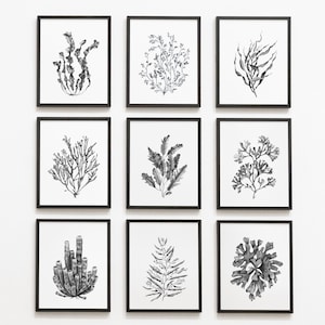 Black and white seaweeds prints set of 9. Coastal wall art. Watercolor seaweeds digital prints. Nautical printable wall decor.