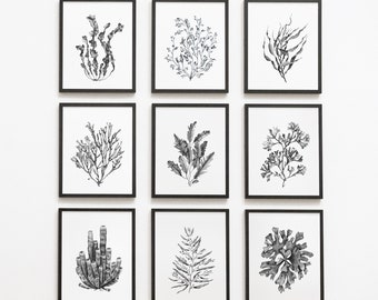 Black and white seaweeds prints set of 9. Coastal wall art. Watercolor seaweeds digital prints. Nautical printable wall decor.