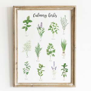 May include: A printable chart with illustrations of 12 culinary herbs, including basil, sage, thyme, dill, rosemary, parsley, chives, oregano, bay leaf, lavender, and mint. The chart is titled "Culinary Herbs" and is framed in a light wood frame.