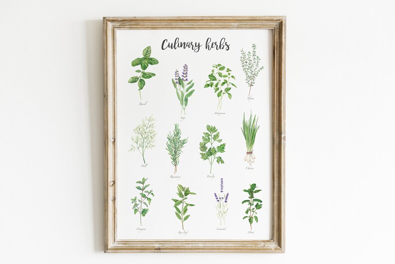 May include: A printable chart with illustrations of 12 culinary herbs, including basil, sage, thyme, dill, rosemary, parsley, chives, oregano, bay leaf, lavender, and mint. The chart is titled "Culinary Herbs" and is framed in a light wood frame.