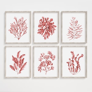 Red coral prints set of 6. Coastal wall art. Beach house art prints. Watercolor nautical wall decor. Sea life printable art. Seaweed posters