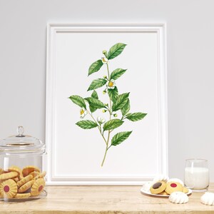 Tee Pflanze Küche Wand Dekor. Sofort download Aquarell Teeblatt. Wandkunst für Teeliebhaber. Teebaum botanisches Plakat. Moderne Kunst im Grünen.