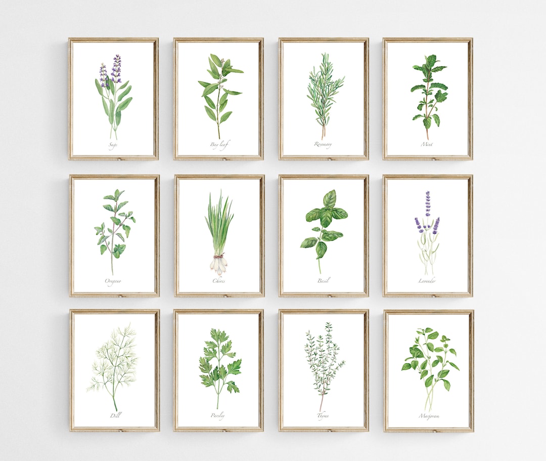 Kitchen Herbs Prints Set of 12. Watercolor Herbs Prints. Printable ...