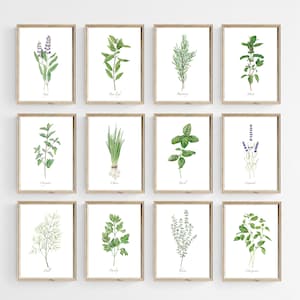 Kitchen herbs prints set of 12. Watercolor herbs prints. Printable culinary herbs. Botanical farmhouse kitchen wall art. Cooking Herbs art.