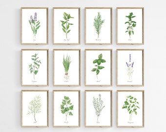 Juego de 12 láminas de hierbas de cocina. Láminas de hierbas en acuarela. Hierbas culinarias imprimibles. Arte mural botánico para cocina de estilo rústico. Arte con hierbas para cocinar.
