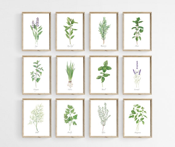 Printable Herbs Collection. Set of 12. Watercolor Herbs - Etsy
