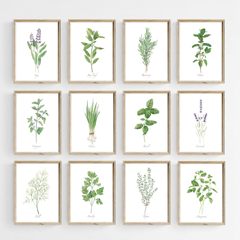 botanical herb prints set of 4 unframed botanical herb... Herbs Wall Art - Etsy