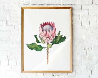 Watercolor protea flower print. Botanical wall art. Pink protea wall art. Printable protea flower wall art. Tropical Australian flower art.