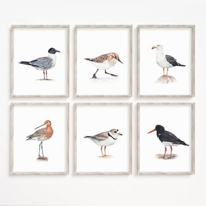 Shorebirds prints set of 6. Watercolor beach bird printable art. Coastal birds wall art. Sea bird painting. Bird watcher gift.
