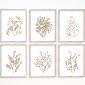 Seaweeds corals prints set of 6. Beige coastal printable wall art. Beach house art prints.  Watercolor nautical wall decor. Boho style art