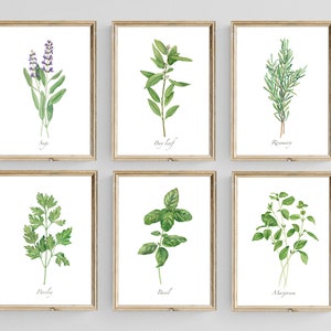 Culinary herbs prints. Set of 6 watercolor art prints. Kitchen print set. Farmhouse gallery wall art. Basil, rosemary, sage, parsley prints