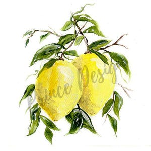 Puede incluir: Dos limones amarillos con hojas verdes colgando de una rama. Pintura acuarela.