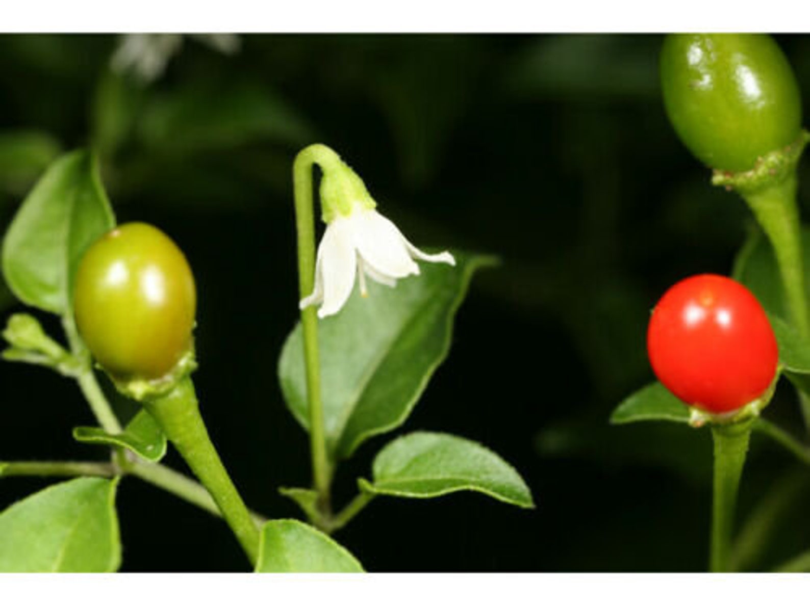 1plant Wild Chile Piquin Chiltepin Chile Del Monte Capsicum Etsy