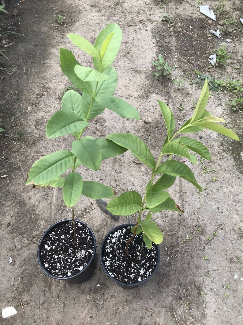 Gigant Indian Sweet White Guava Tree Extremely Rare Fruit ...