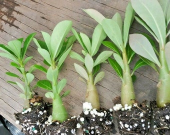 5 vivant Adenium arabicum Succulent couleurs mélangées