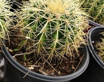 Golden barrel cactus, fully rooted, 5 to 6 inchs send bare root