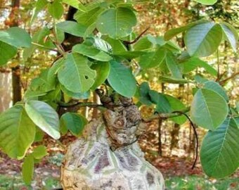 5 plantes vivantes Pseudobombox blaireau arbre bouteille bonsaï plante 5 à 8 pouces