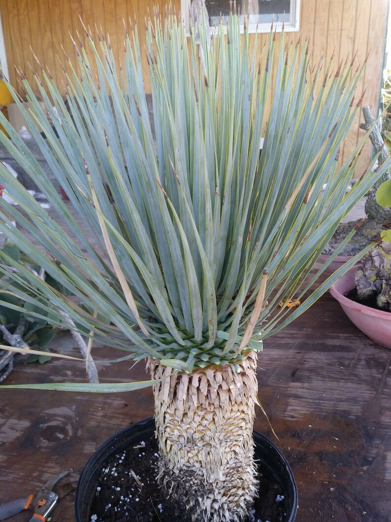 YUCCA ROSTRATA exotic blue color joshua tree hardy desert 30 to YUCCA ROSTRATA exotic blue color joshua tree hardy desert 30 to