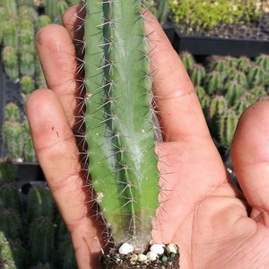 5 live CACTUS Species Stenocereus Queretaroensis the best price image 1