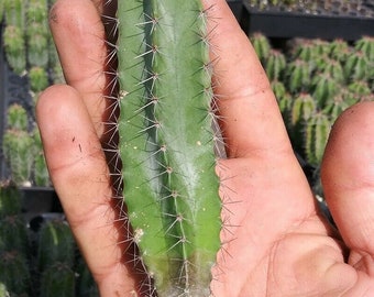 5 live CACTUS  Species Stenocereus Queretaroensis  the best price