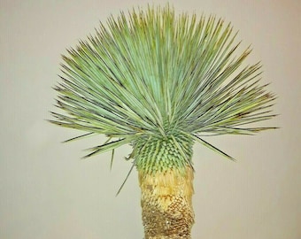 YUCCA ROSTRATA exotic blue color joshua tree hardy desert  cacti 24 to 30 inchs