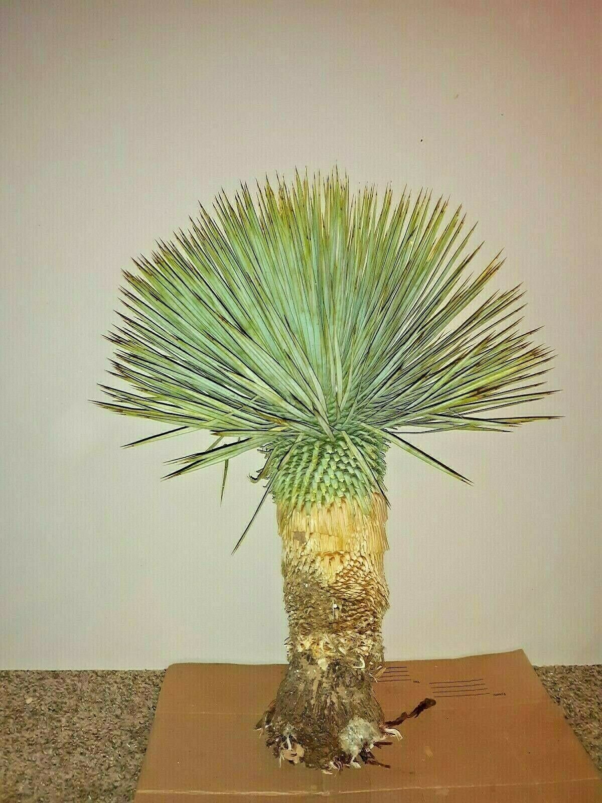YUCCA ROSTRATA exotic blue color joshua tree hardy desert  cacti 24 t…