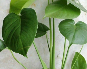 3 plant Monstera Delicious 'Swiss Cheese Plant' Live Plants Easy to Grow Edible