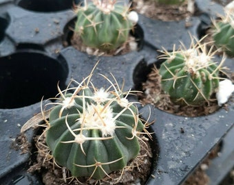 5 live Echinocactus-Texensis Horse crippler cactus.